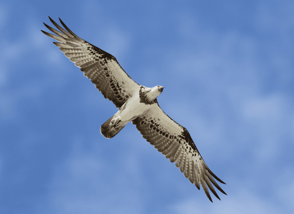 Osprey total return
